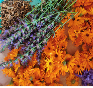 plante médicinale Bio CBD france