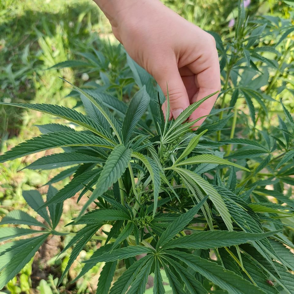 fleur de CBD bio francaise
