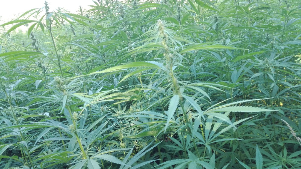 La législation sur la plantation du cannabis thérapeutique se met en place