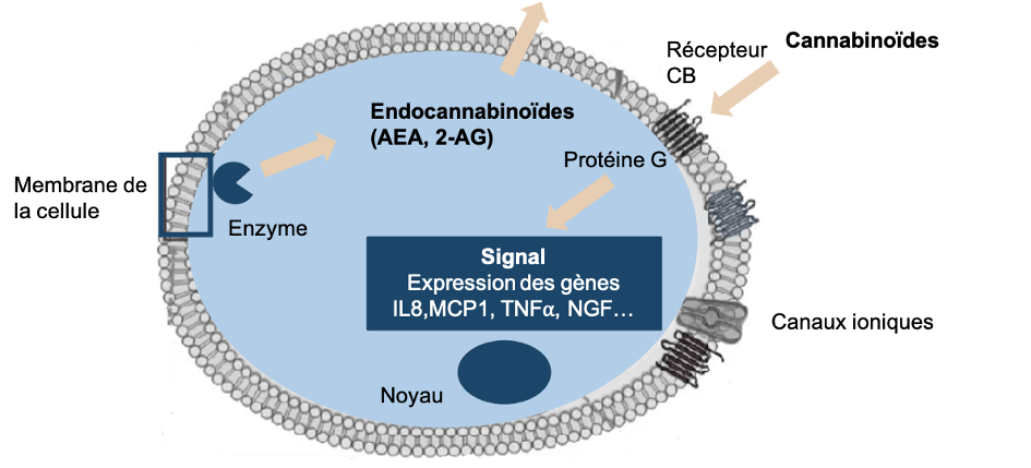 Le système endocannabinoïde